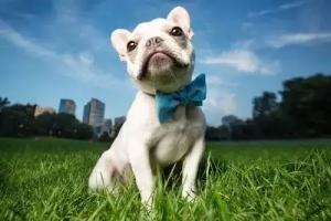 屬狗欠了哪個(gè)生肖的情債