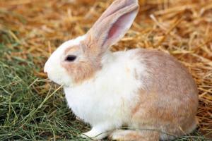 夢見兔子是什么預(yù)兆 周公解夢原版