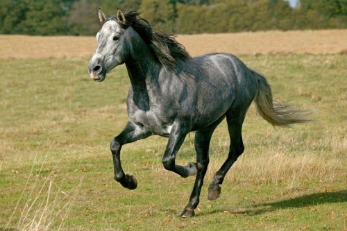 2026年馬是什么命 五行屬什么