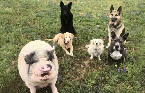 女狗和男豬婚姻相配嗎