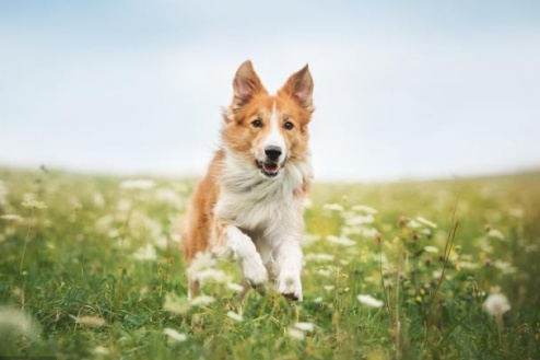 70年狗一生中幾大災(zāi)難