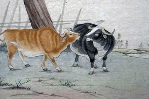 屬牛人不想戀愛的原因