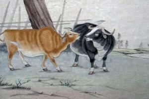 屬牛人不想戀愛的原因