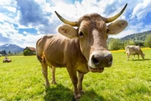 屬牛女生性格特點(diǎn)及脾氣