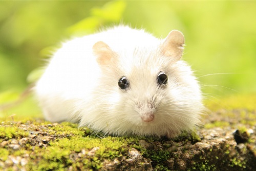 84屬鼠二次婚姻在幾歲 84屬鼠二次婚姻在幾歲