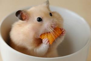 屬鼠女不能和什么屬相在一起