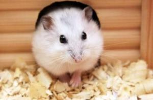 84年鼠女最難熬的三年