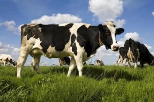 85年屬牛哪年轉(zhuǎn)大運(yùn)