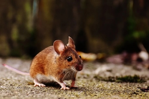 屬鼠的住幾樓最吉利