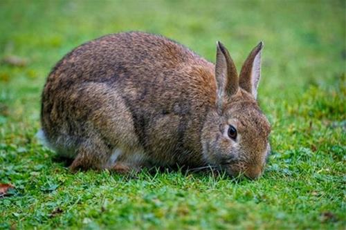 屬兔的住幾樓最吉利