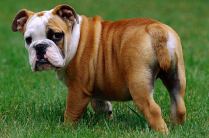 屬狗的住幾層樓最好吉利