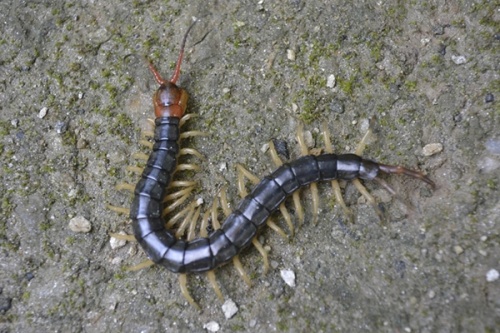 蜈蚣進(jìn)屋是吉還是兇