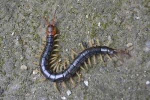 蜈蚣進(jìn)屋是吉還是兇