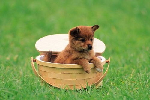 94年狗是火命還是木命