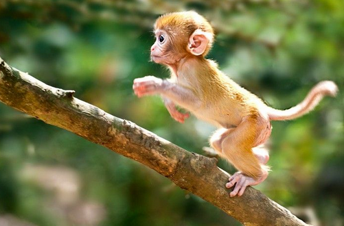 2025年屬猴人的婚姻狀況