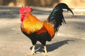 93年的雞是什么命