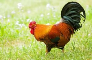 1993年屬雞是金命還是水命