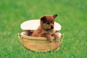 卜算子算命網(wǎng)