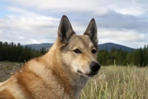 屬狗2025躲不過去大難