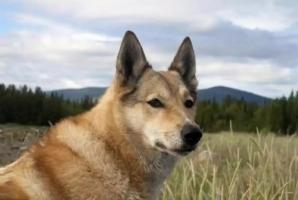 卜算子算命網(wǎng)