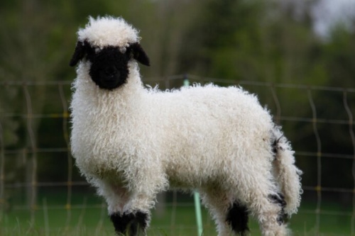 屬羊的最佳婚配和最忌婚配 屬羊的最佳婚配和最忌婚配