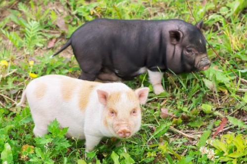 屬豬的最佳婚配和最忌婚配